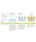 QuantiGene ����z�y(c��)���g(sh��)